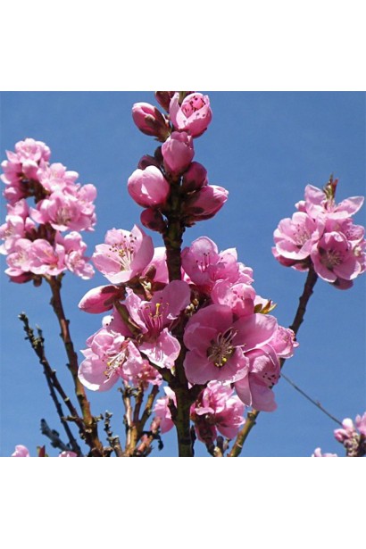 Рясне цвітіння нектарин колоновидний сорту Фантазія